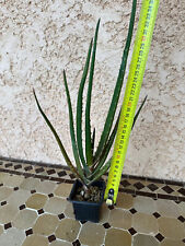 Aloe bainesii d'occasion  Grenoble-