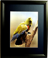 Parrot picture tropical for sale  Patterson