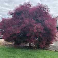 trees smoke purple for sale  Corydon