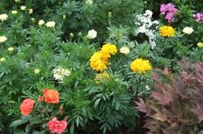 tagetes gebraucht kaufen  Kempten