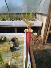 Sarracenia hybrid legacy for sale  Eugene