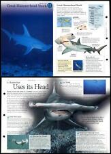 Great hammerhead shark for sale  SLEAFORD