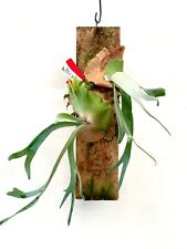 staghorn fern s for sale  Newtown