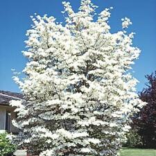 Flowering dogwood tree for sale  Center