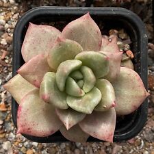 Echeveria agavoides lydia for sale  BURY ST. EDMUNDS