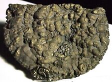  AMMONITE-pyritized Crucilobiceras densinodum,FOS-D19,630.78ct,4.45oz,76x57x13mm for sale  Shipping to South Africa