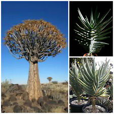 Semi aloe dichotoma usato  Nizza Di Sicilia