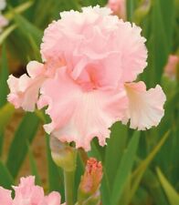 Iris germanica pinky for sale  ALFRETON