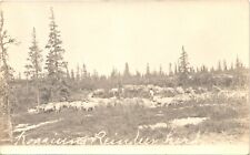 Alaska reindeer herd for sale  Davenport