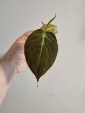 Philodendron scandens micans for sale  LONDON