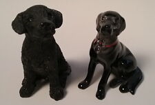 Two black labs for sale  USA