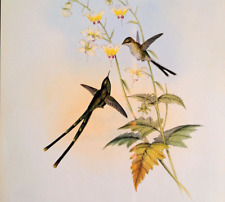 John Gould Graceful Train-bearer Hummingbird Vintage Art Print Book Plate 18 for sale  Shipping to South Africa