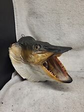 Real mount musky for sale  San Diego