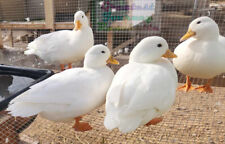 White call duck for sale  Golden Valley
