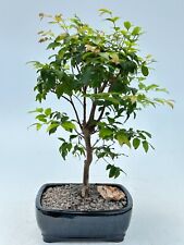 Jaboticaba bonsai tree for sale  Patchogue
