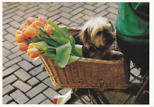 Yorkshire terrier yorky usato  Spedire a Italy