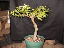 bonsai 10 tall tree for sale  Morgan