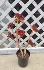 Aeonium arboreum atropurpureum for sale  Corona