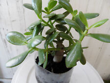 Pre bonsai crassula for sale  Antioch