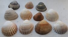 cockle shells for sale  UK