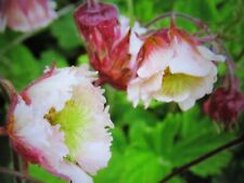 Seeds geum pink for sale  WAKEFIELD