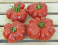 Italienische tomate costoluto gebraucht kaufen  Wuppertal