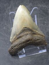 Dent mégalodon fossile d'occasion  Frejus