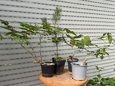 Kit starter bonsai usato  Italia