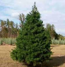 Virginia pine tree for sale  Saint Louis
