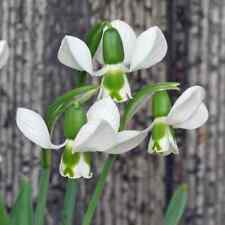 Galanthus elwesii beluga for sale  LONDON