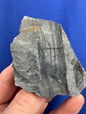 Carboniferous calamites fossil gebraucht kaufen  Saarbrücken