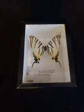 Papillon naturel taxidermie d'occasion  Cabourg