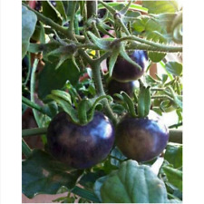 Pomodoro ciliegio blu usato  Trappeto