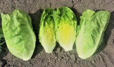 Little gem lettuce for sale  PRESTON