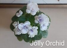 African violet jolly for sale  Boaz