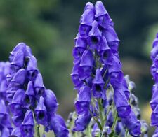 100 Seeds  Blue Aconitum Limited In Stock, used for sale  Shipping to South Africa