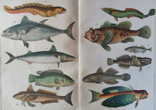 Fish mackerel gobio d'occasion  Saint-Cyprien