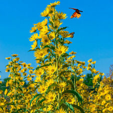 Sunflower maximilian perennial for sale  Sevierville