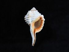 Sea shell Cymatium gutturnium 73.4mm ID#7366 for sale  Shipping to South Africa