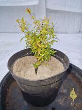 Dwarf pomegranate tree for sale  PRESTON