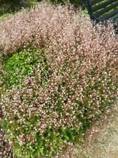 Saxifraga urbium rooted for sale  BANGOR