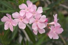 Nerium oleander pink for sale  Camarillo