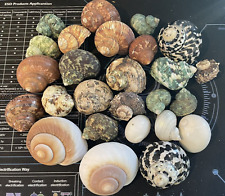 hermit crab shells for sale  Grass Valley