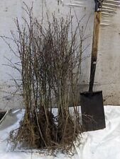 Hawthorn hedging 2yr for sale  DERBY