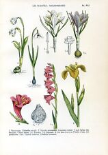 Angiosperms snowdrop iris d'occasion  Saint-Cyprien
