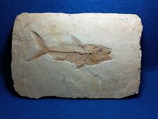 Pesce fossile caturus usato  Napoli