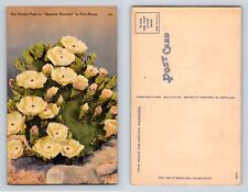 Prickly Pear Opuntia Wootoni in Full Bloom Postcard Tichnor Cactus Linen for sale  Shipping to South Africa