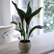 Almost unkillable houseplant for sale  IPSWICH