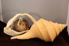 Marine  Shell Display Real Australia Trumpet Deadly Puffer Shark Jaw Taxidemy ! for sale  Shipping to South Africa