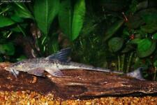 Whiptail catfish 5 for sale  ROTHERHAM